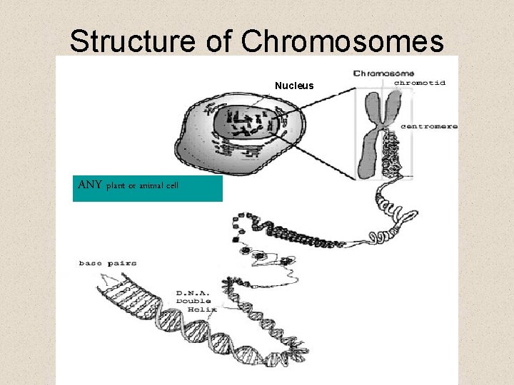 Structure of Chromosomes Nucleus ANY plant or animal cell 