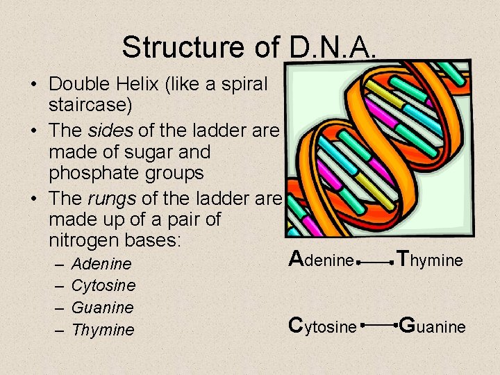 Structure of D. N. A. • Double Helix (like a spiral staircase) • The