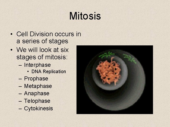 Mitosis • Cell Division occurs in a series of stages • We will look
