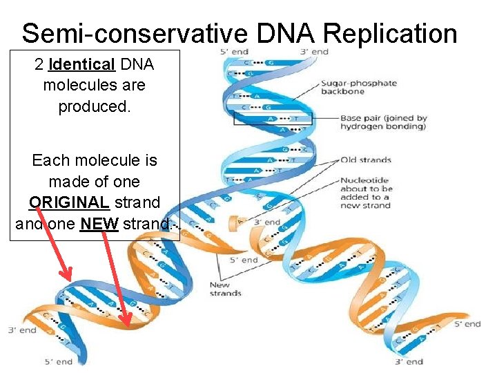 Semi-conservative DNA Replication 2 Identical DNA molecules are produced. Each molecule is made of