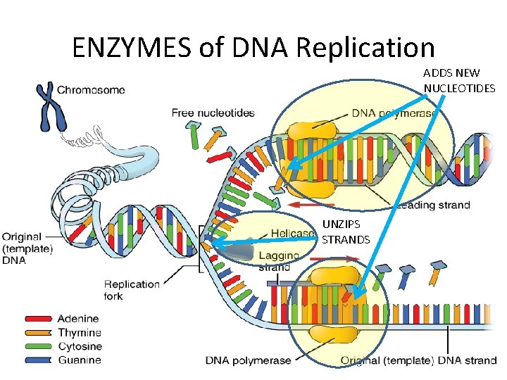 ENZYMES of DNA Replication ADDS NEW NUCLEOTIDES UNZIPS STRANDS 