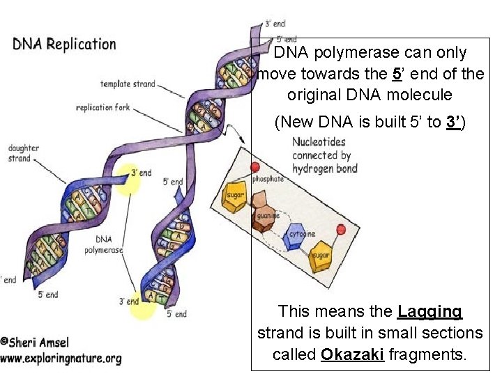 DNA polymerase can only move towards the 5’ end of the original DNA molecule
