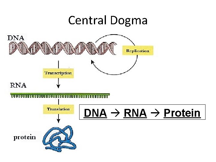 Central Dogma DNA RNA Protein 