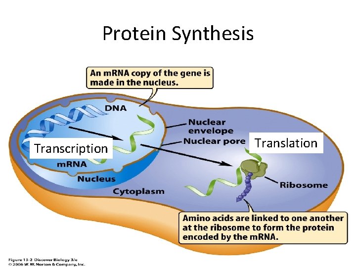 Protein Synthesis Transcription Translation 