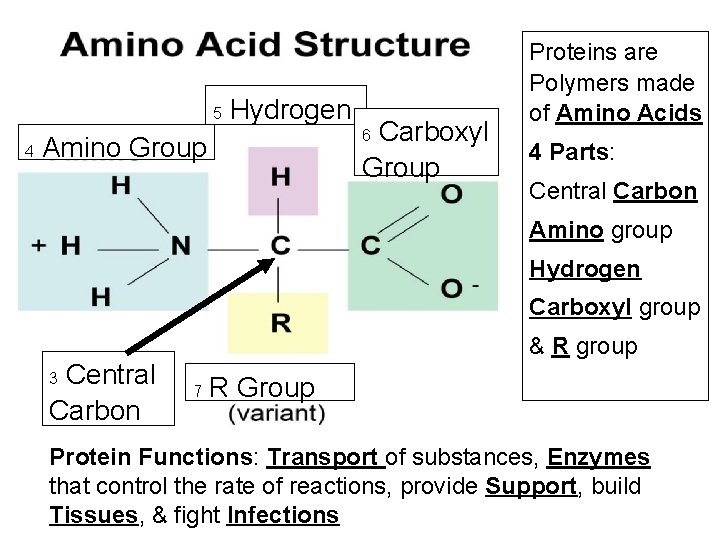 5 4 Hydrogen Carboxyl Group 6 Amino Group Proteins are Polymers made of Amino