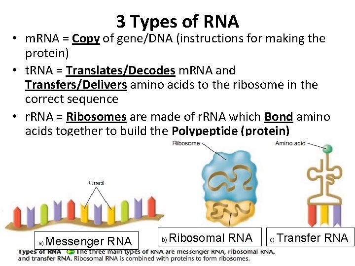 3 Types of RNA • m. RNA = Copy of gene/DNA (instructions for making