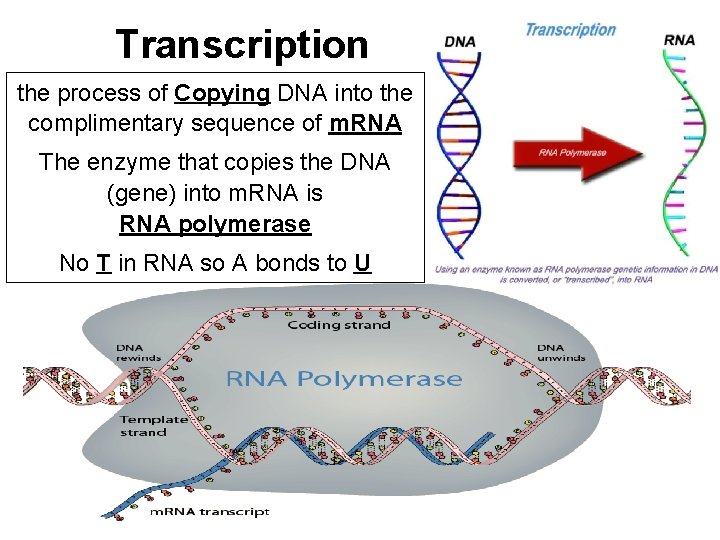 Transcription the process of Copying DNA into the complimentary sequence of m. RNA The