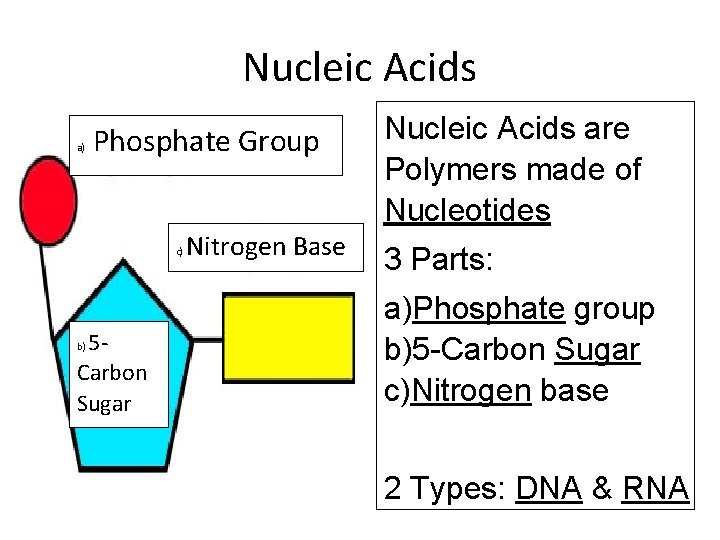 Nucleic Acids a) Phosphate Group c) 5 Carbon Sugar b) Nitrogen Base Nucleic Acids