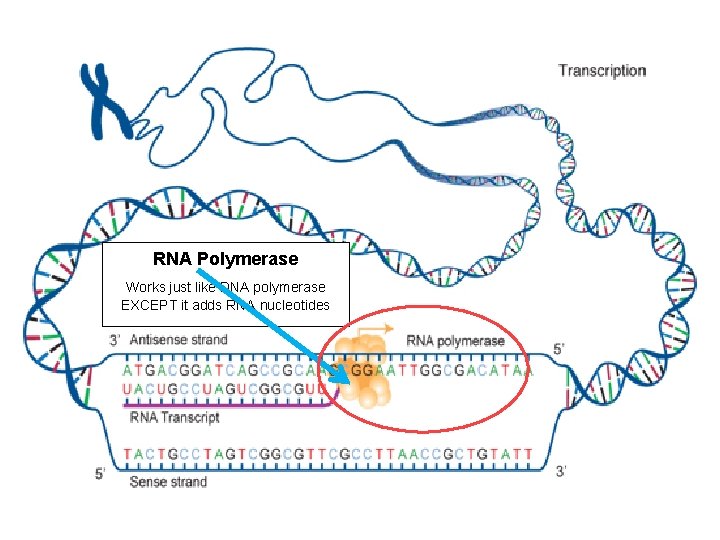 RNA Polymerase Works just like DNA polymerase EXCEPT it adds RNA nucleotides 