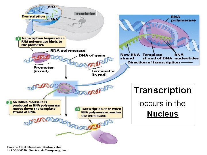 Transcription occurs in the Nucleus 