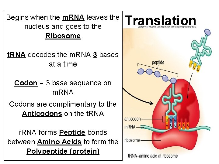 Begins when the m. RNA leaves the nucleus and goes to the Ribosome t.