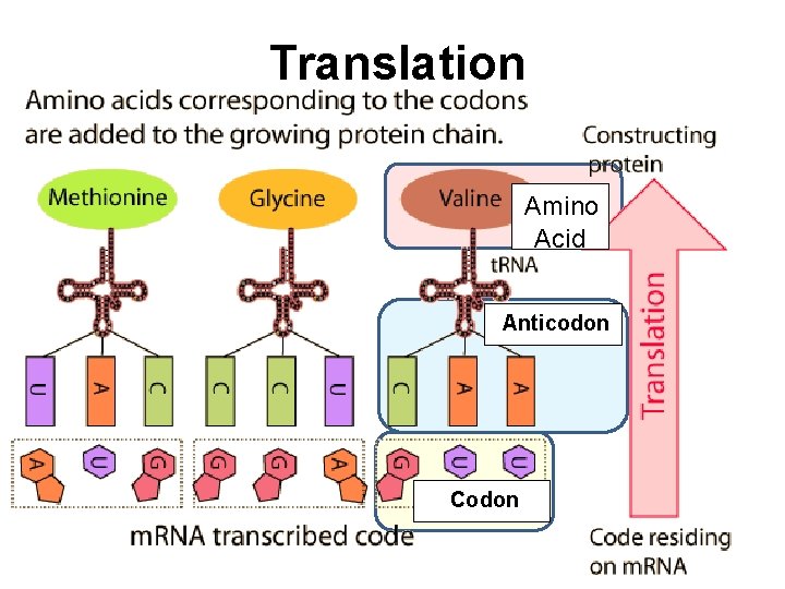 Translation Amino Acid Anticodon Codon 