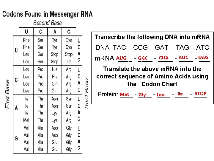 Transcribe the following DNA into m. RNA DNA: TAC – CCG – GAT –
