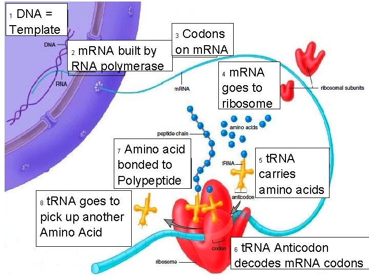 DNA = Template 1 Codons on m. RNA 3 m. RNA built by RNA