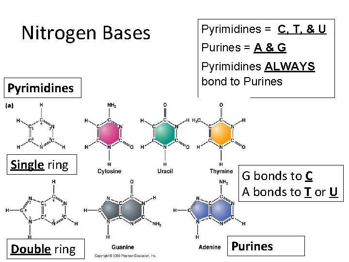 Nitrogen Bases Pyrimidines Single ring Double ring Pyrimidines = C, T, & U Purines