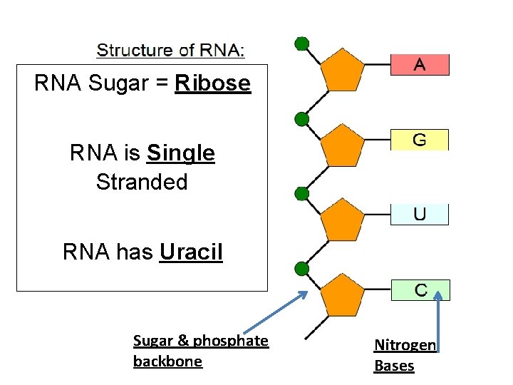 RNA Sugar = Ribose RNA is Single Stranded RNA has Uracil Sugar & phosphate