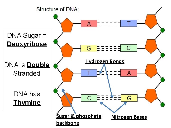 DNA Sugar = Deoxyribose DNA is Double Stranded Hydrogen Bonds DNA has Thymine Sugar