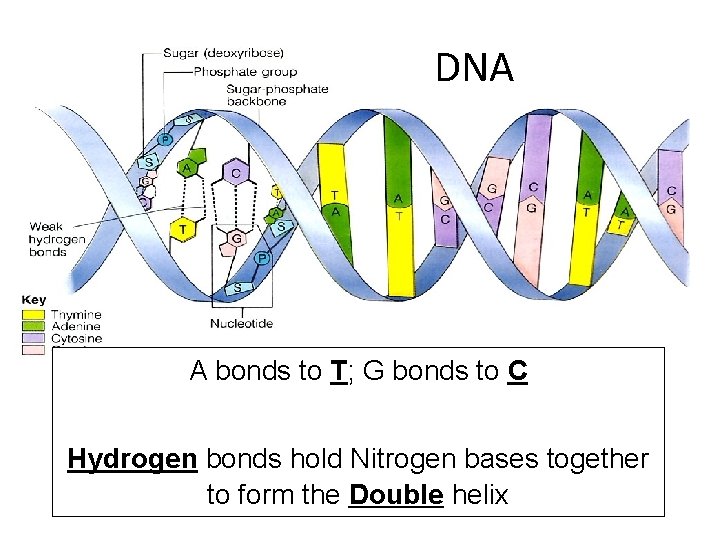 DNA A bonds to T; G bonds to C Hydrogen bonds hold Nitrogen bases