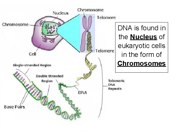 DNA is found in the Nucleus of eukaryotic cells in the form of Chromosomes