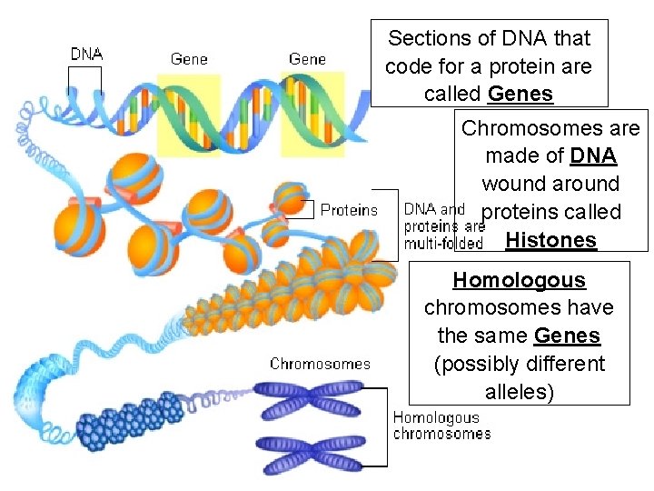 Sections of DNA that code for a protein are called Genes Chromosomes are made