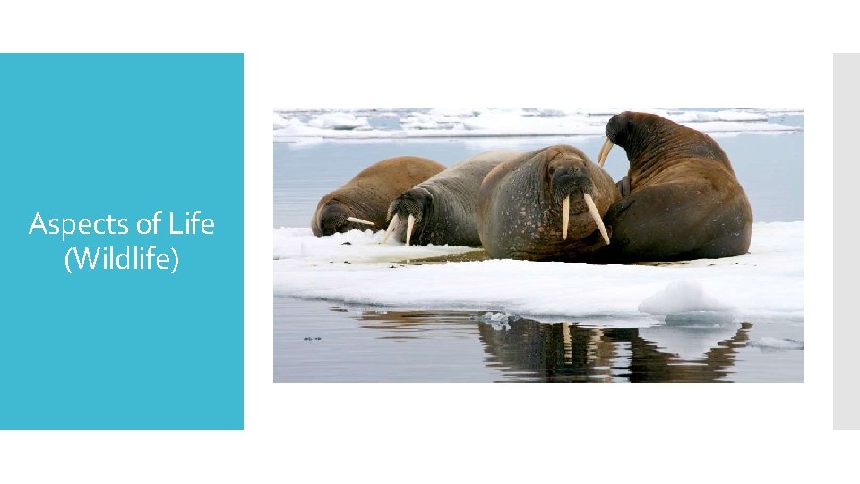 Aspects of Life (Wildlife) 