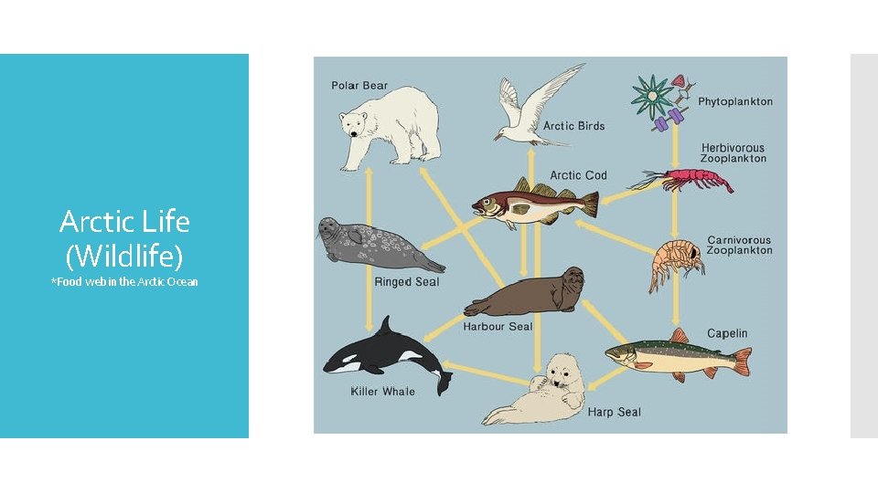 Arctic Life (Wildlife) *Food web in the Arctic Ocean 