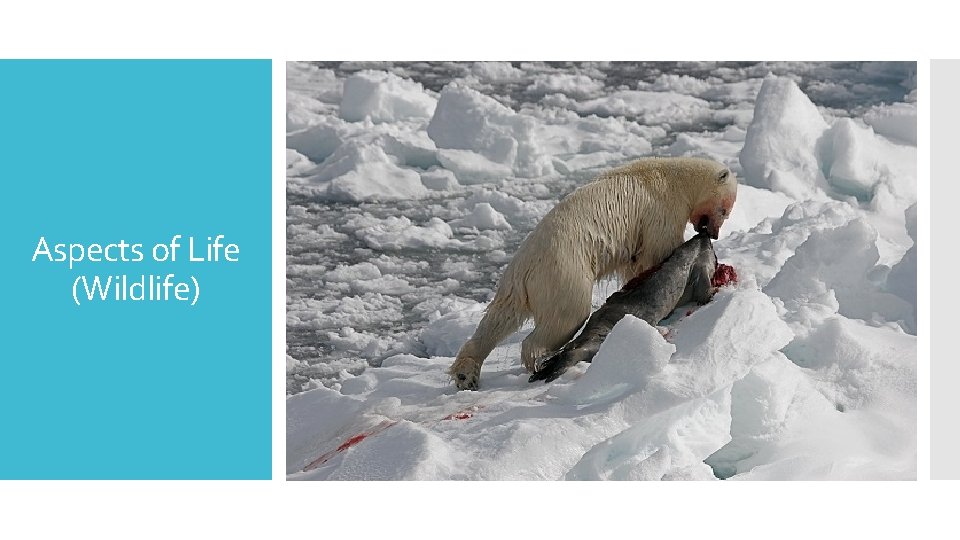 Aspects of Life (Wildlife) 