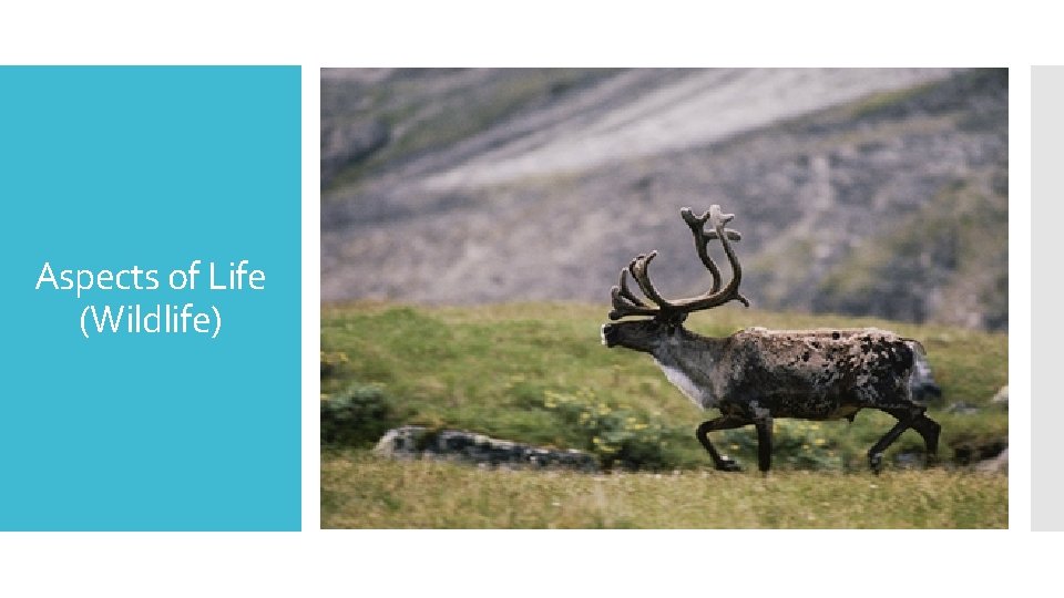 Aspects of Life (Wildlife) 