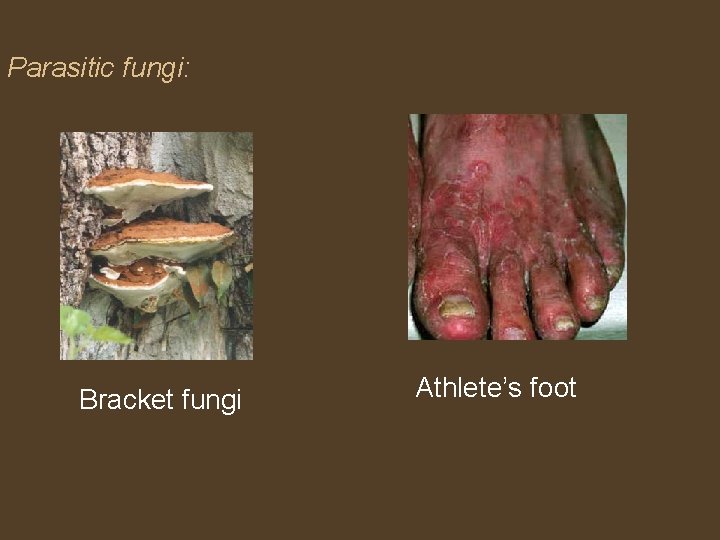 Parasitic fungi: Bracket fungi Athlete’s foot 