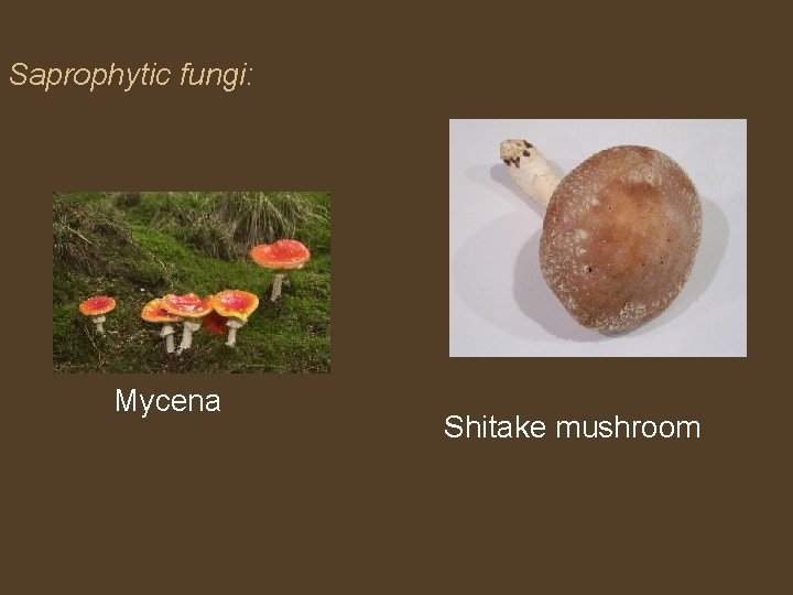 Saprophytic fungi: Mycena Shitake mushroom 