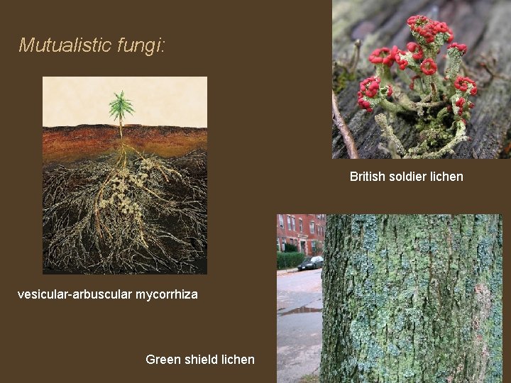 Mutualistic fungi: British soldier lichen vesicular-arbuscular mycorrhiza Green shield lichen 