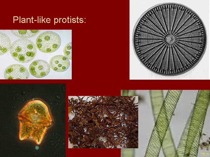 Plant-like protists: 