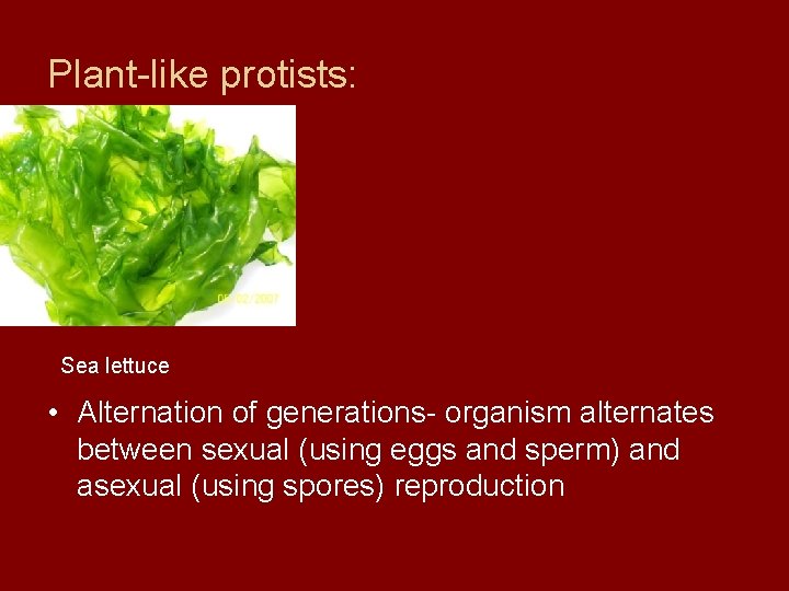 Plant-like protists: Sea lettuce • Alternation of generations- organism alternates between sexual (using eggs