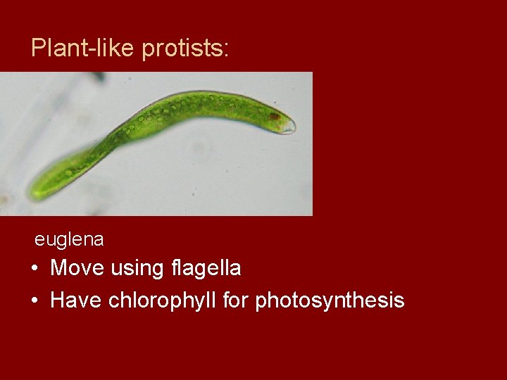 Plant-like protists: euglena • Move using flagella • Have chlorophyll for photosynthesis 