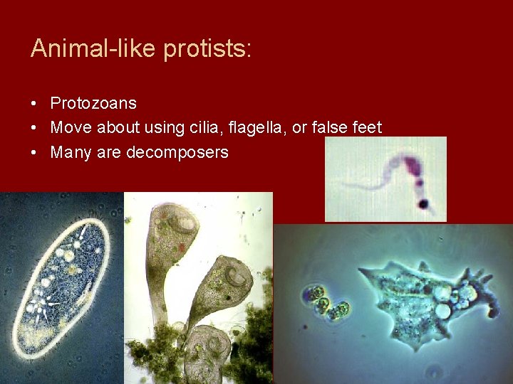 Animal-like protists: • Protozoans • Move about using cilia, flagella, or false feet •