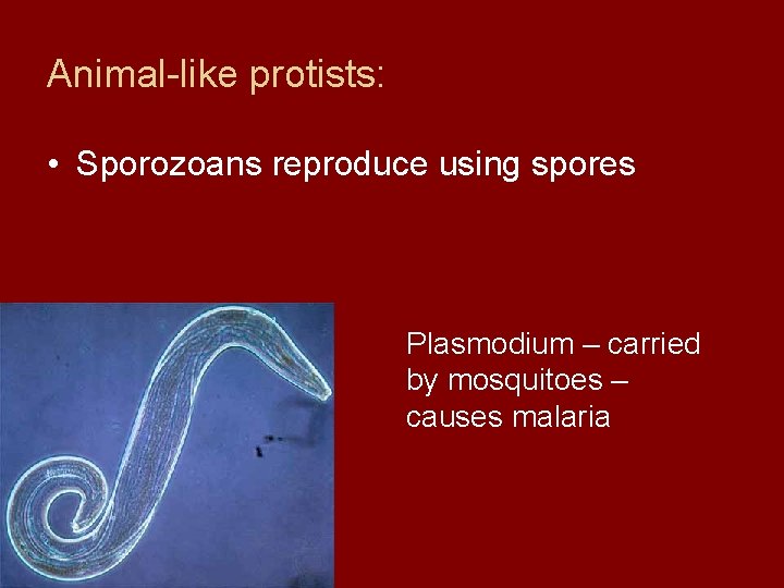 Animal-like protists: • Sporozoans reproduce using spores Plasmodium – carried by mosquitoes – causes