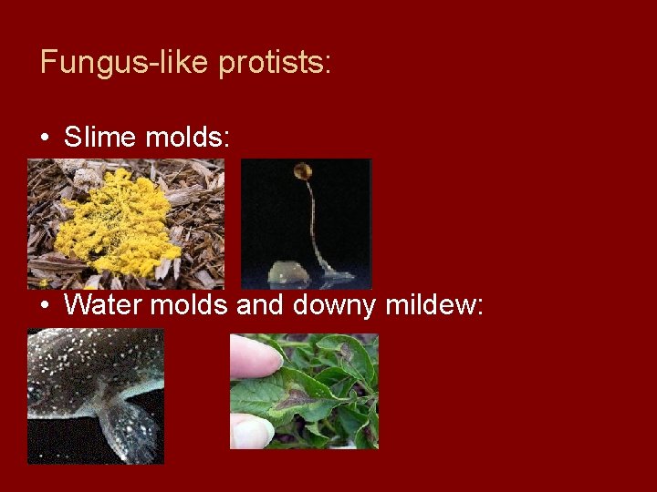 Fungus-like protists: • Slime molds: • Water molds and downy mildew: 