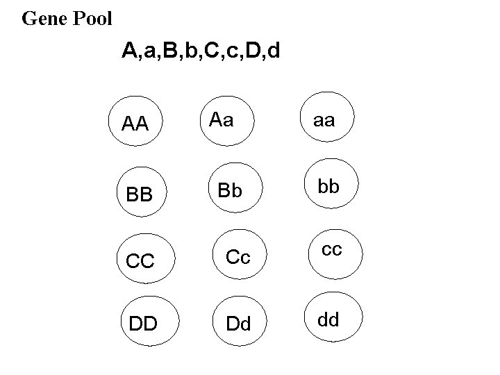 Gene Pool A, a, B, b, C, c, D, d AA BB Aa Bb