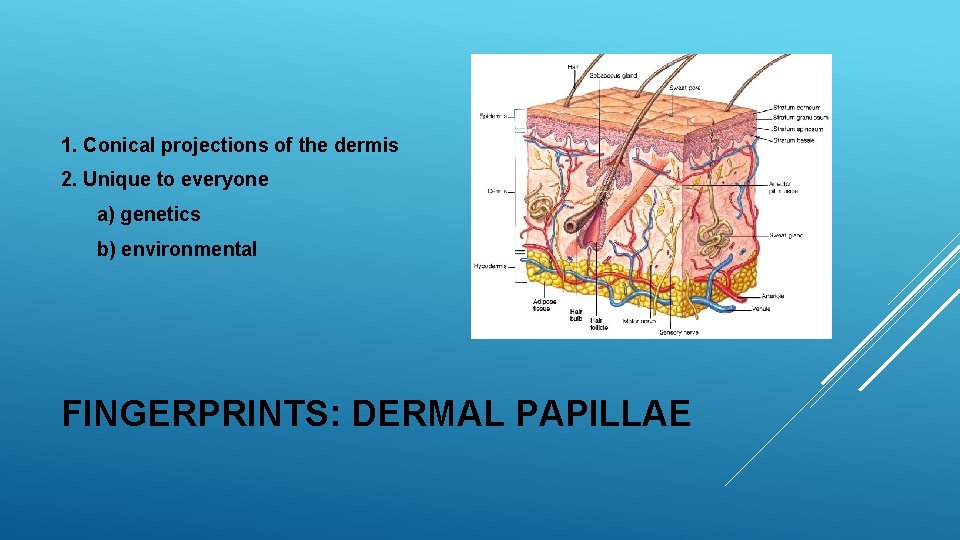 1. Conical projections of the dermis 2. Unique to everyone a) genetics b) environmental 1. Conical projections of the dermis 2. Unique to everyone a) genetics b) environmental