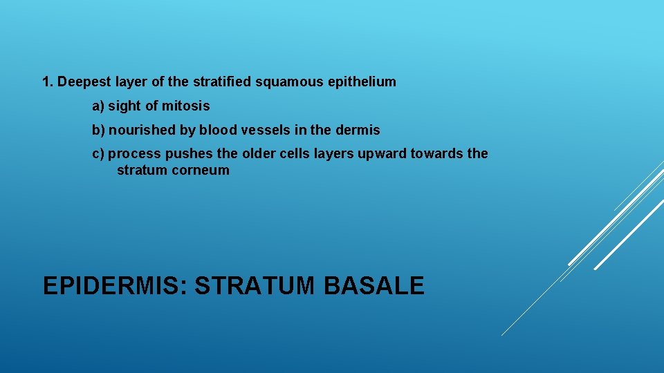1. Deepest layer of the stratified squamous epithelium a) sight of mitosis b) nourished 1. Deepest layer of the stratified squamous epithelium a) sight of mitosis b) nourished