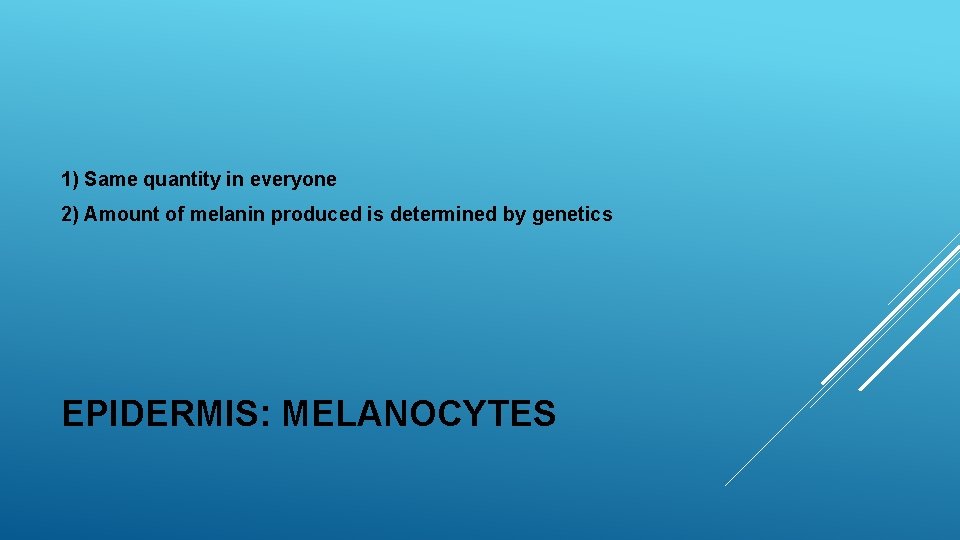 1) Same quantity in everyone 2) Amount of melanin produced is determined by genetics 1) Same quantity in everyone 2) Amount of melanin produced is determined by genetics