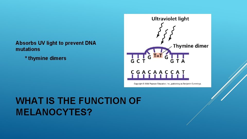 Absorbs UV light to prevent DNA mutations * thymine dimers WHAT IS THE FUNCTION Absorbs UV light to prevent DNA mutations * thymine dimers WHAT IS THE FUNCTION