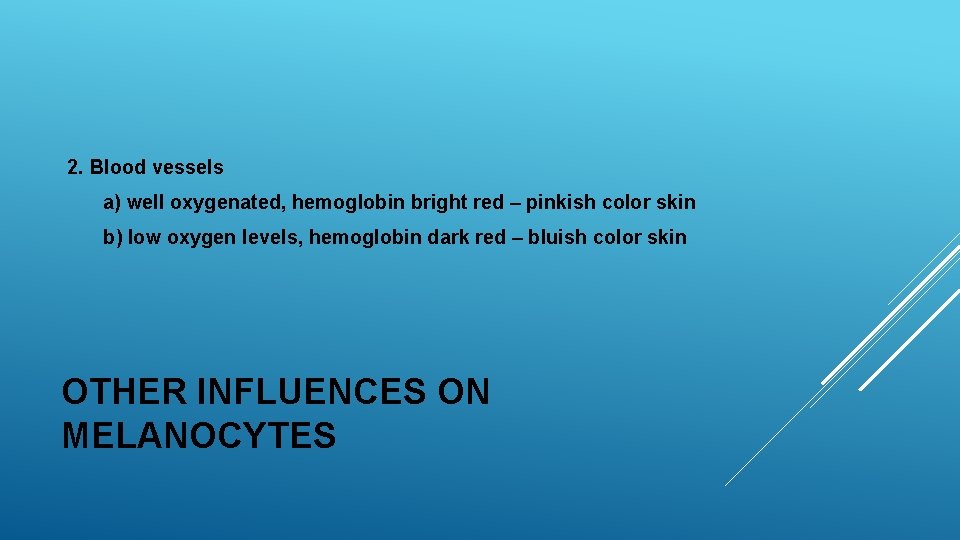 2. Blood vessels a) well oxygenated, hemoglobin bright red – pinkish color skin b) 2. Blood vessels a) well oxygenated, hemoglobin bright red – pinkish color skin b)