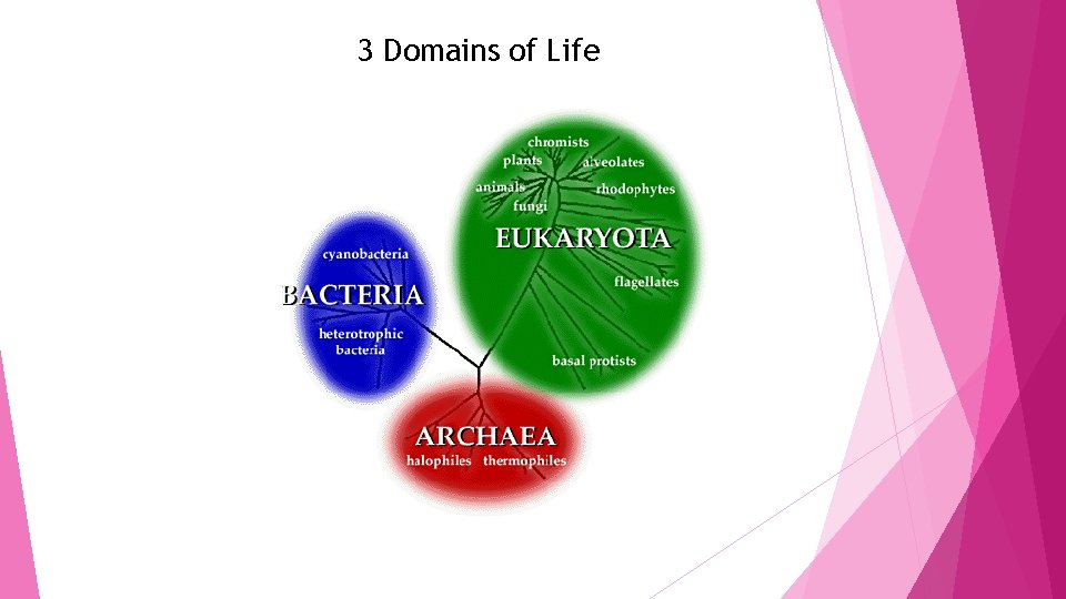 3 Domains of Life 