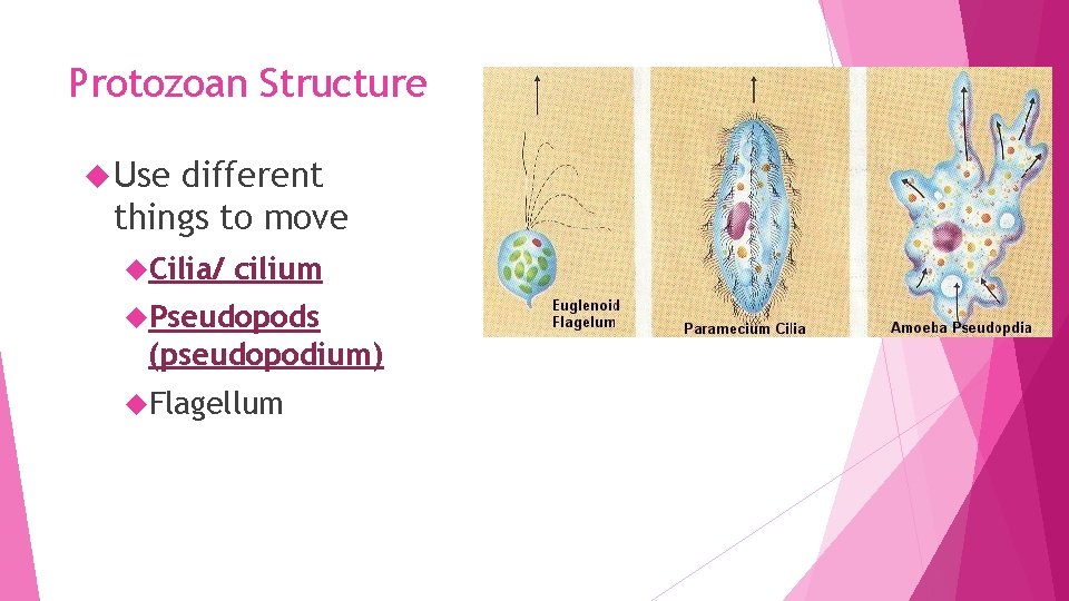 Protozoan Structure Use different things to move Cilia/ cilium Pseudopods (pseudopodium) Flagellum 