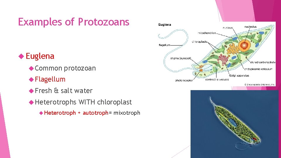 Examples of Protozoans Euglena Common protozoan Flagellum Fresh & salt water Heterotrophs Heterotroph WITH