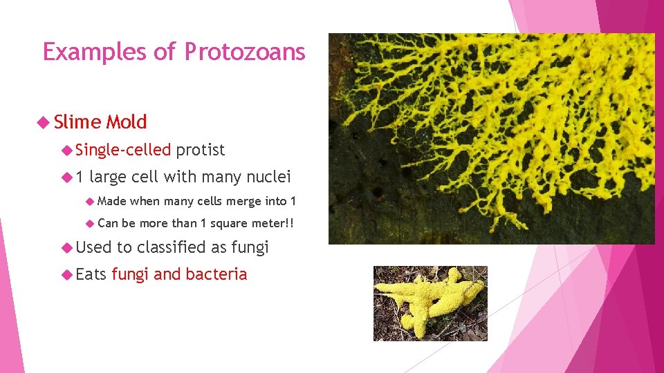 Examples of Protozoans Slime Mold Single-celled 1 protist large cell with many nuclei Made
