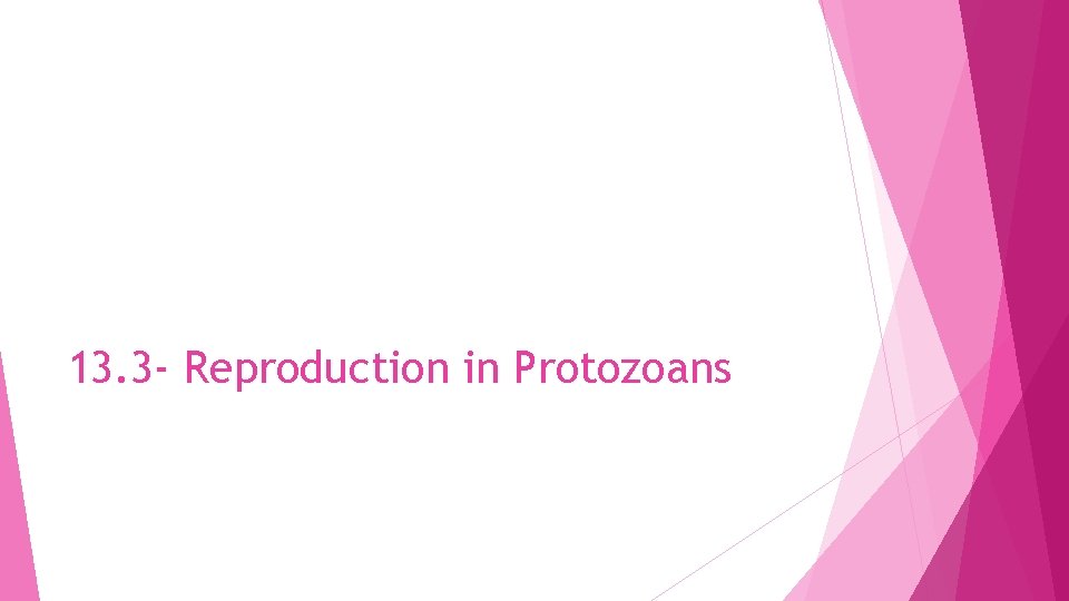 13. 3 - Reproduction in Protozoans 