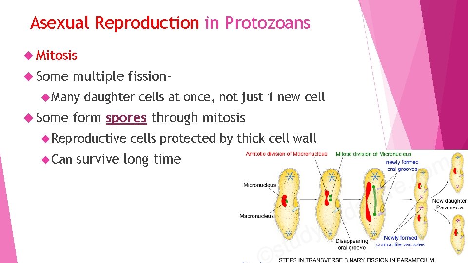 Asexual Reproduction in Protozoans Mitosis Some multiple fission- Many Some daughter cells at once,