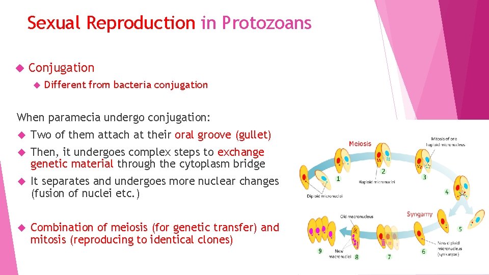 Sexual Reproduction in Protozoans Conjugation Different from bacteria conjugation When paramecia undergo conjugation: Two